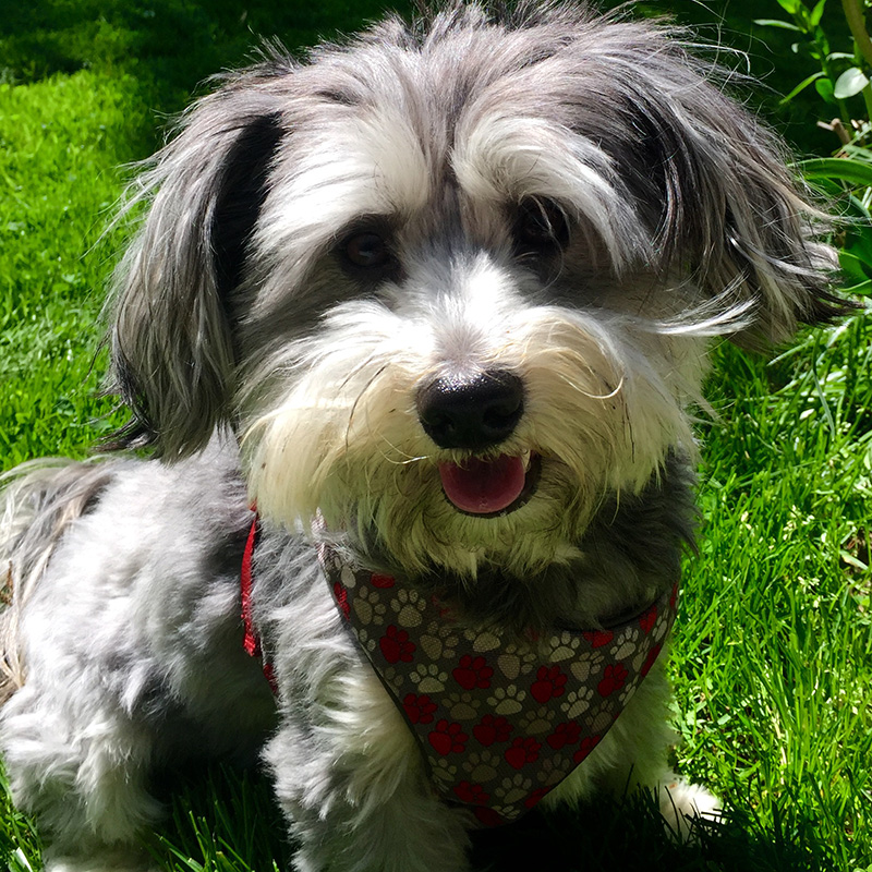Dog Walkers, New York, Long Island, pet Sitters