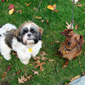 New York Dog Walkers, Pet Sitters, New York