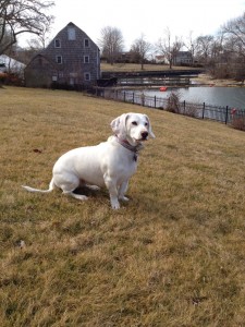 Long Island Pet Sitting, Long Island Dog Walks, New York, Long Island