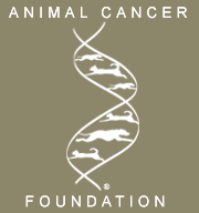 Animal Cancer Foundation